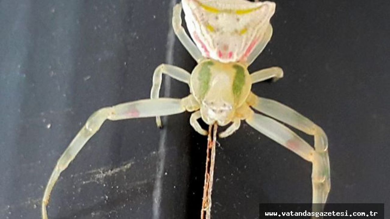 İNSAN YÜZLÜ ÖRÜMCEK  HAYRETE DÜŞÜRDÜ!