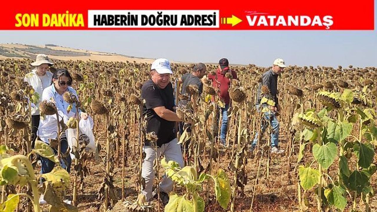 AYÇİÇEĞİNDE VERİMLİLİK İÇİN GÖZLEMLER ALINDI