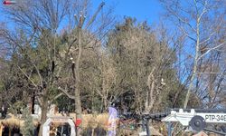 AĞAÇ BUDAMA SEFERBERLİĞİ