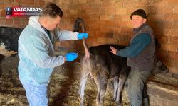 ŞAP HASTALIĞIYLA MÜCADELE BAŞLADI