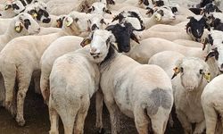 KURBANLIK FİYATLARI AÇIKLANDI