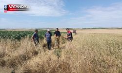 AVARIZ'DA OT BİÇİMİ YAPILDI