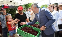 ENEZ'DE KİRAZ HASADI