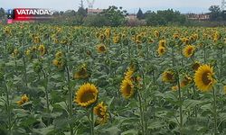TARLALAR SARI GELİNE BÜRÜNDÜ,ÇİFTÇİNİN YÜZÜ GÜLÜYOR