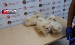 YAVRU KÖPEKLERE EL KONULDU