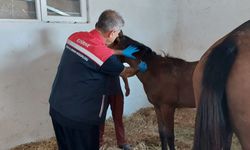 SAFKAN TAYLARA MİKROÇİPLİ KİMLİK
