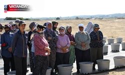 YABAN MERSİNİ ÜRETİMİNE YAKIN İNCELEME