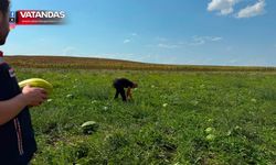 BİTKİ SAĞLIĞI SEFERBERLİĞİ