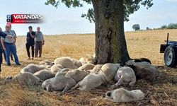 KOYUNLARINI KAYBEDEN ÜRETİCİYE DESTEK