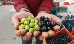 PAZARDA ÜRETİCİDEN VATANDAŞA ZEYTİN