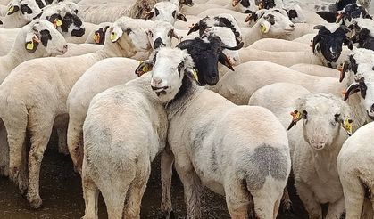 KURBANLIK FİYATLARI AÇIKLANDI