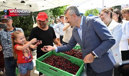 ENEZ'DE KİRAZ HASADI