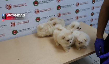 YAVRU KÖPEKLERE EL KONULDU