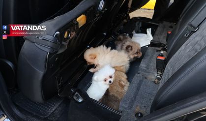 KAPIKULE'DE 5 YAVRU KÖPEK KURTARILDI