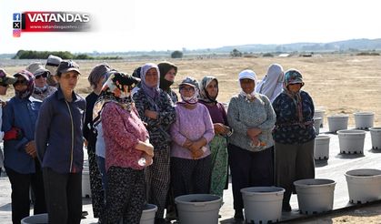 YABAN MERSİNİ ÜRETİMİNE YAKIN İNCELEME