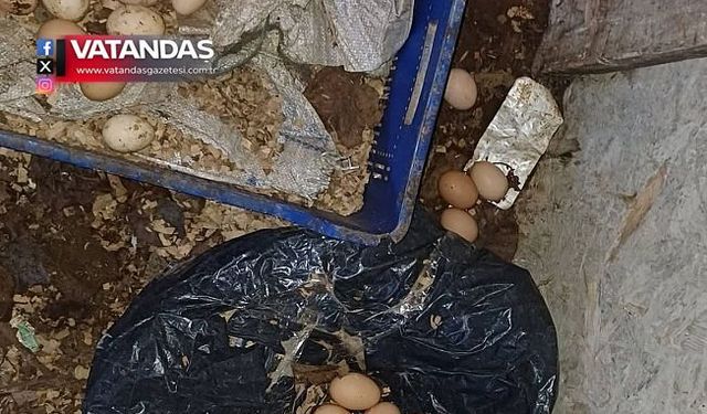 YUMURTA TAVUKÇULUĞUNDA EDİRNE DİKKAT ÇEKİYOR