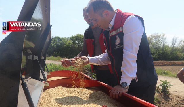 ÇELTİK EKİMİ BAŞLADI