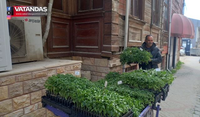 FİDE SATIŞLARI ARTTI