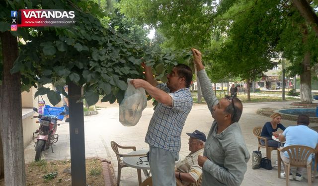EDİRNE'Yİ IHLAMUR KOKUSU SARDI