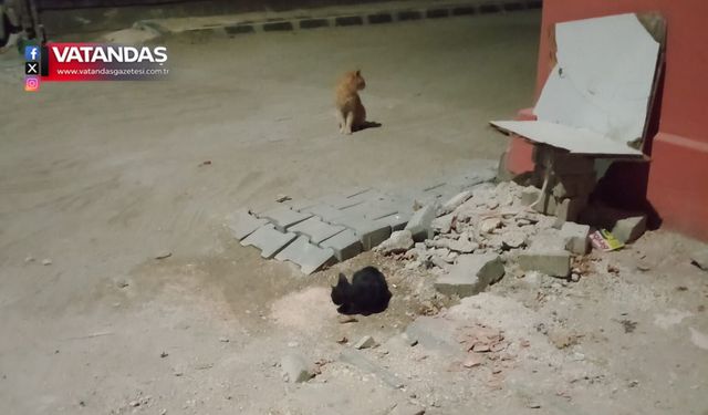 VATANDAŞ TEDİRGİN, KEDİLER MUTLU