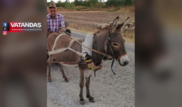 KOYUN GİTTİ, KEÇİ GİTTİ… SIRA EŞEĞE GELDİ