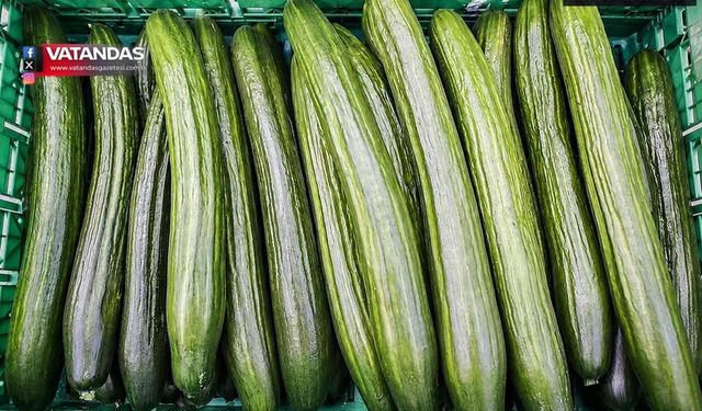PESTİSİTLİ SALATALIKLAR AB SINIRINDAN DÖNDÜ