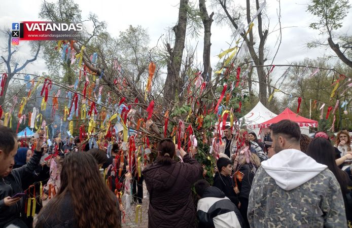 DİLEK AĞACINA YOĞUN İLGİ