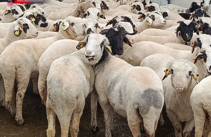 KURBANLIK FİYATLARI AÇIKLANDI