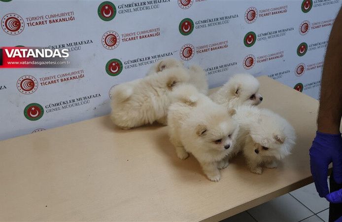 YAVRU KÖPEKLERE EL KONULDU