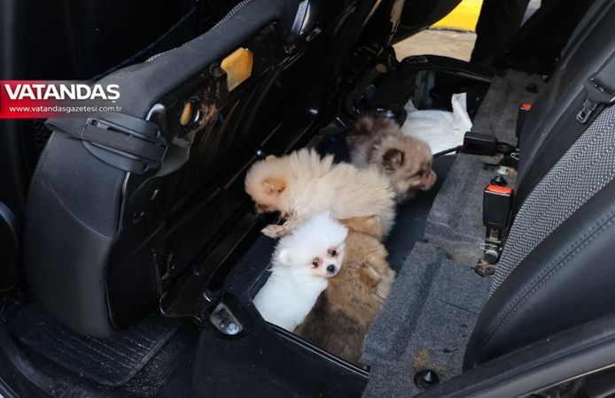 KAPIKULE'DE 5 YAVRU KÖPEK KURTARILDI
