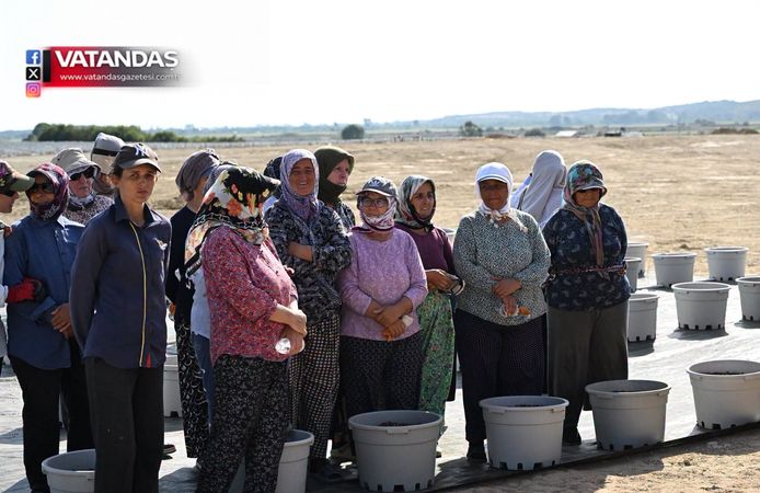 YABAN MERSİNİ ÜRETİMİNE YAKIN İNCELEME