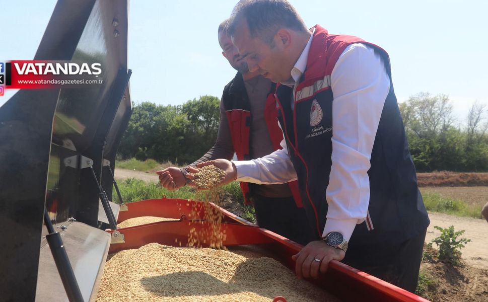 ÇELTİK EKİMİ BAŞLADI