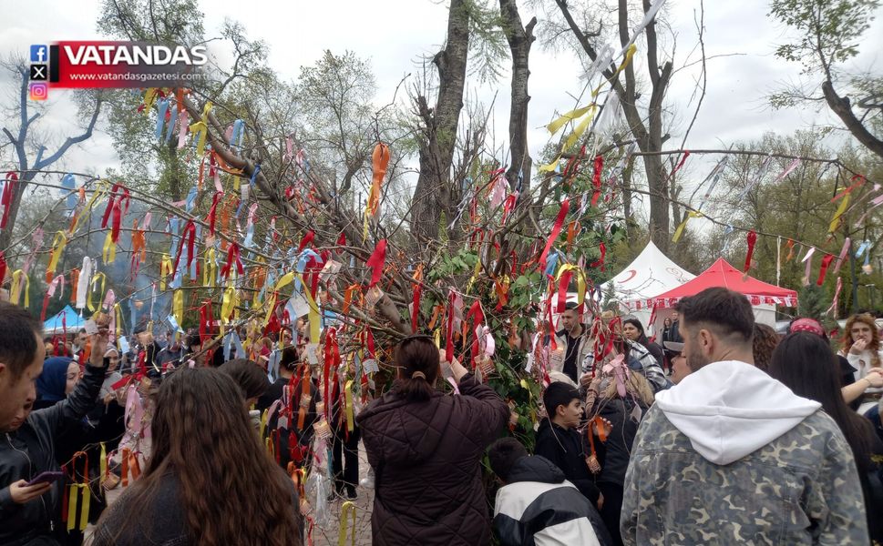 DİLEK AĞACINA YOĞUN İLGİ