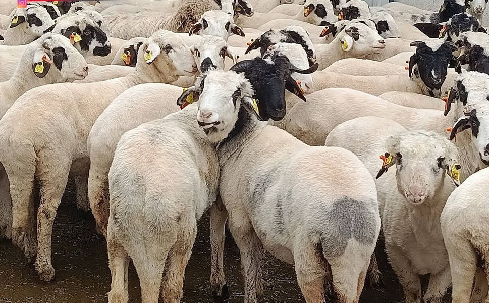 KURBANLIK FİYATLARI AÇIKLANDI