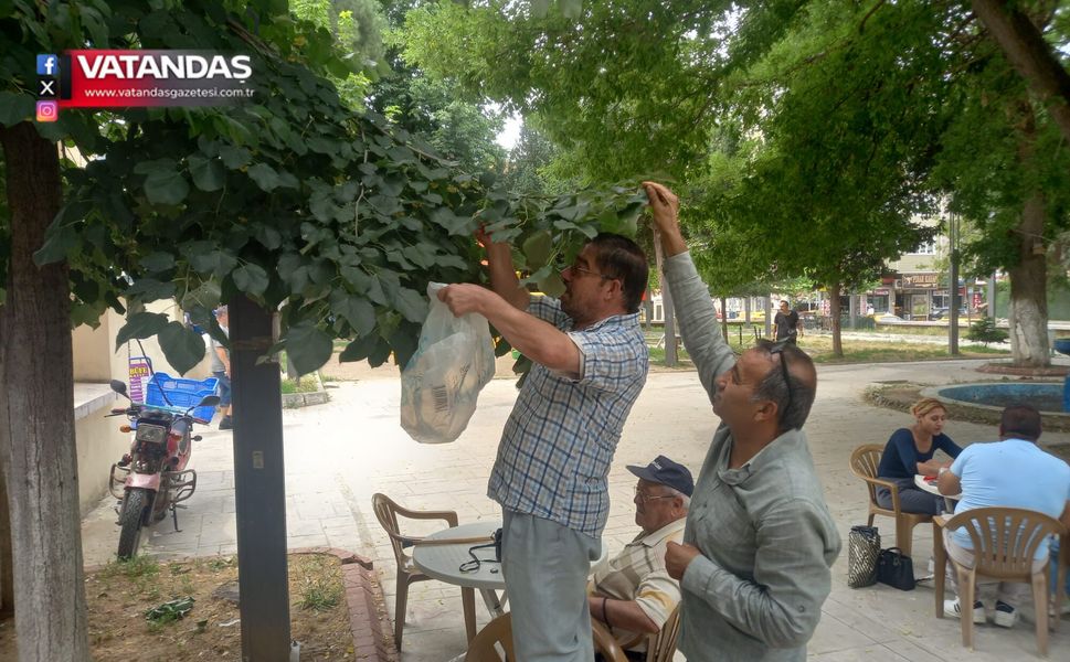EDİRNE'Yİ IHLAMUR KOKUSU SARDI