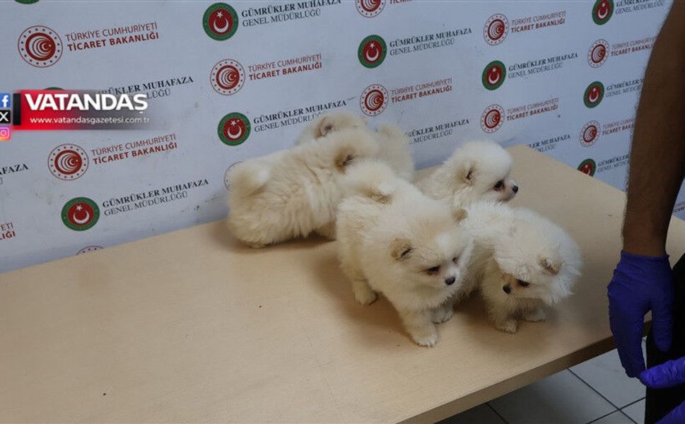 YAVRU KÖPEKLERE EL KONULDU