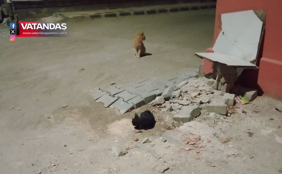 VATANDAŞ TEDİRGİN, KEDİLER MUTLU