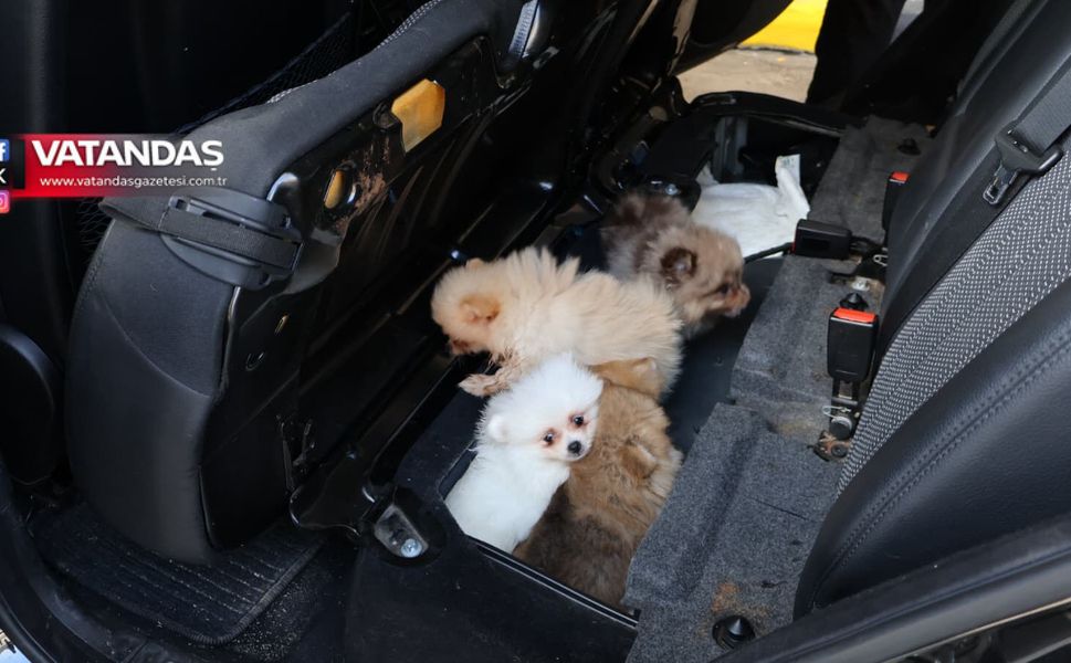 KAPIKULE'DE 5 YAVRU KÖPEK KURTARILDI