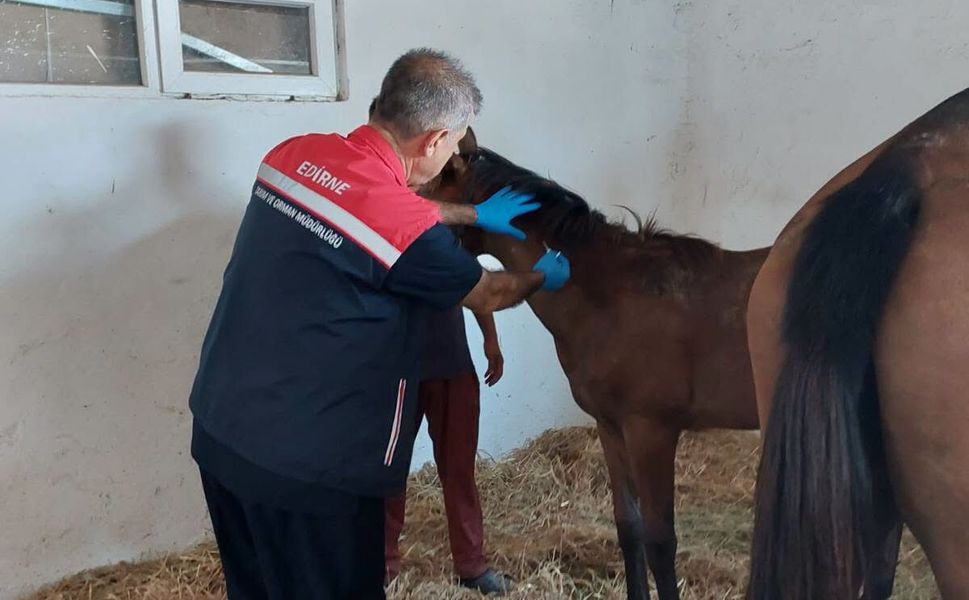 SAFKAN TAYLARA MİKROÇİPLİ KİMLİK