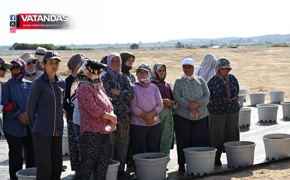 YABAN MERSİNİ ÜRETİMİNE YAKIN İNCELEME