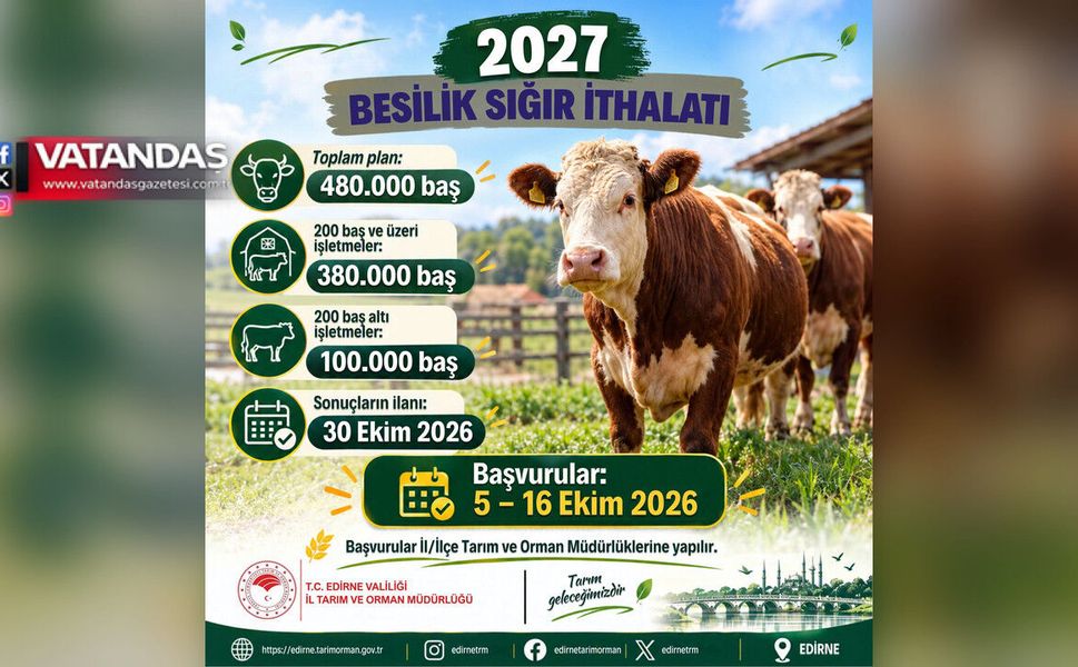 480 BİN BESİLİK SIĞIR İTHAL EDİLECEK