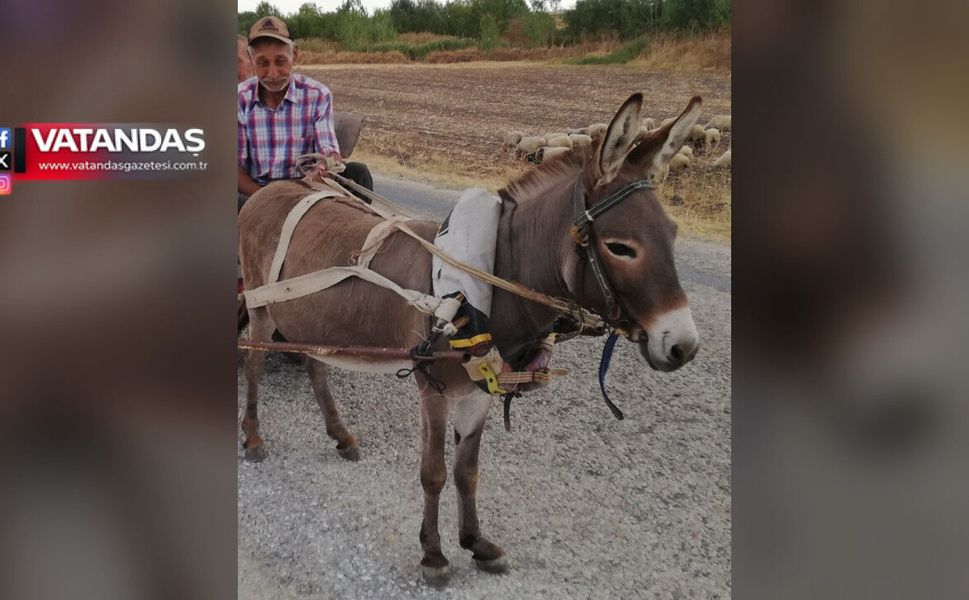 KOYUN GİTTİ, KEÇİ GİTTİ… SIRA EŞEĞE GELDİ