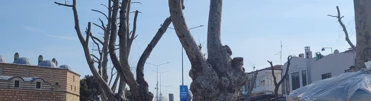 AĞAÇ BUDAMA SEFERBERLİĞİ